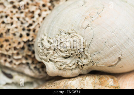 Schale der Europäischen Auster und gemeinsamen Hund Wellhornschnecke zeigen Hinweise auf Deutsch schreiben Keeled Rohr Wurm und Loch bohren Koralle Stockfoto