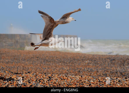 Newhaven, East Sussex, Großbritannien. Mai 2015. Wetter: Einige Szenen von der Südküste, während der Wind an einem hellen Frühlingnachmittag zunimmt Stockfoto