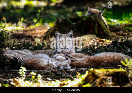 Lynx lynx Stockfoto