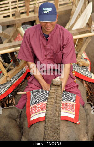 Lao Elephant Festival Sanyabouri Stockfoto