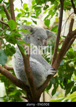 Alten Koala in den Duisburger Zoo, Deutschland. Es gibt nur ca. 140 Koalas außerhalb Australiens, vor allem wegen ihrer Ernährung Stockfoto