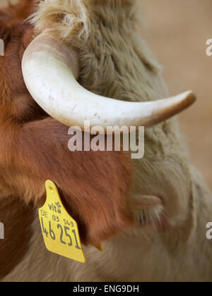 Europäische Ohrmarke auf Kuh Stockfoto