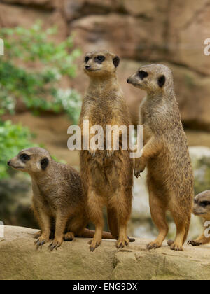 Erdmännchen (Suricata Suricatta) Mob Bande Clan in den Duisburger Zoo mit Tieren an den hinteren Beinen stehen und ihren Schwanz als Stockfoto