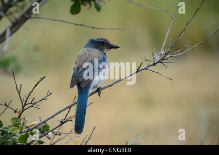 Western-Scrub-Jay (Aphelocoma Californica) Stockfoto