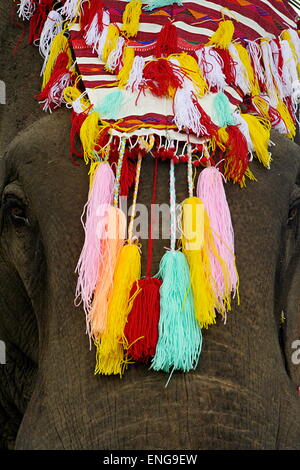 Lao Elephant Festival Sanyabouri Stockfoto
