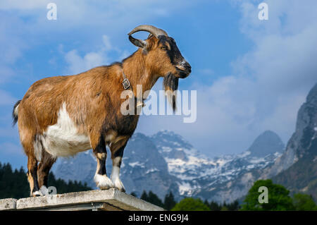 Ziege, Capra Aegagrus hircus Stockfoto