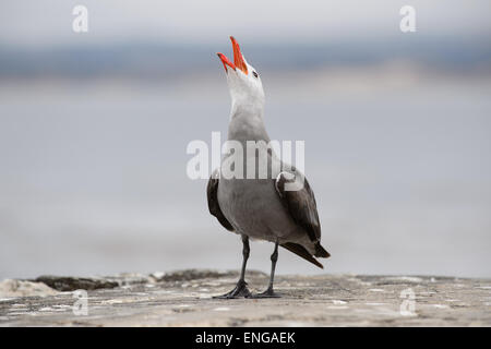 Heermann Möwe (Larus Heermanni) in Monterey, Kalifornien, USA Stockfoto