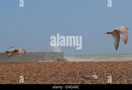 Newhaven, East Sussex, Großbritannien. Mai 2015. Wetter: Einige Szenen von der Südküste, während Wind an einem hellen Frühlingnachmittag zunimmt Stockfoto