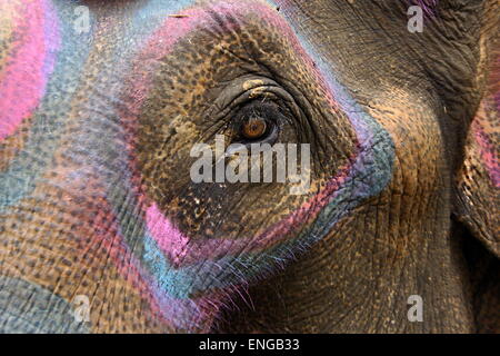 Lao Elephant Festival Sanyabouri Stockfoto