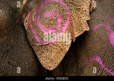 Lao Elephant Festival Sanyabouri Stockfoto