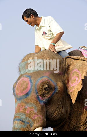 Lao Elephant Festival Sanyabouri Stockfoto