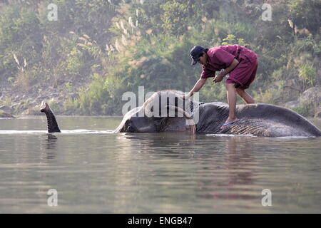 Lao Elephant Festival Sanyabouri Stockfoto