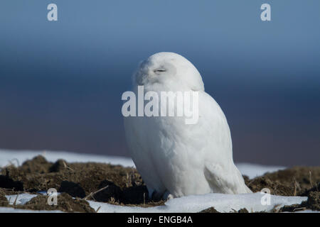 Hervorragende erwachsenen männlichen Schnee-Eule (Bubo Scandiacus) im winter Stockfoto