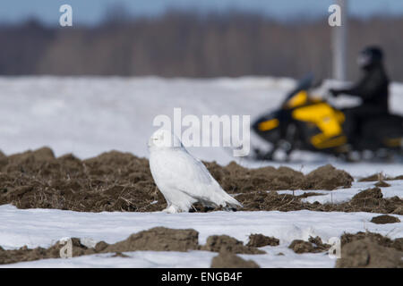 Hervorragende erwachsenen männlichen Schnee-Eule (Bubo Scandiacus) im winter Stockfoto