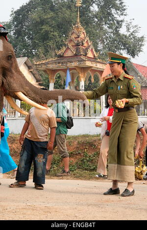 Lao Elephant Festival Sanyabouri Stockfoto