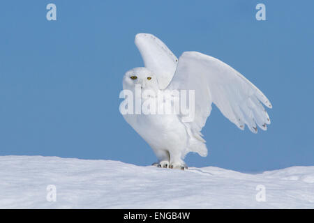 Hervorragende erwachsenen männlichen Schnee-Eule (Bubo Scandiacus) während des Fluges im winter Stockfoto