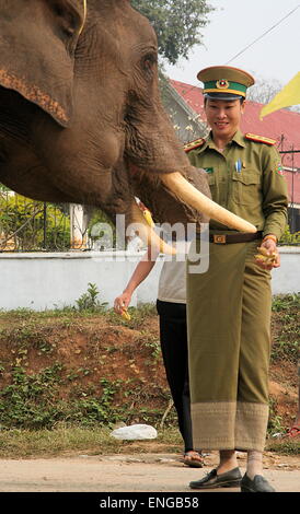 Lao Elephant Festival Sanyabouri Stockfoto