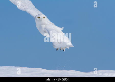 Hervorragende erwachsenen männlichen Schnee-Eule (Bubo Scandiacus) während des Fluges im winter Stockfoto