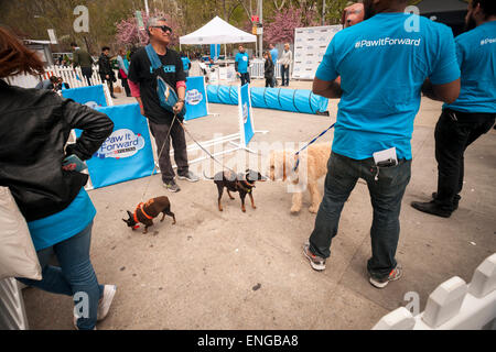 Besucher auf Paw It Forward, eine Werbeveranstaltung von Purina, spielen mit Hunden im Flatiron Plaza in New York auf Freitag, 1. Mai 2015. Pfote It Forward wurde geschaffen, um die Tierhalter zu verbringen mehr Zeit mit ihren Haustieren zu fördern. Purina wird dazu beitragen, dass die Mittel für Decker Dogs, die Rettungs- und Service Hunde finanziert, und für die Petfinder-Stiftung. Die Veranstaltung ist eine Feier des nationalen Pet-Monat. (© Richard B. Levine) Stockfoto