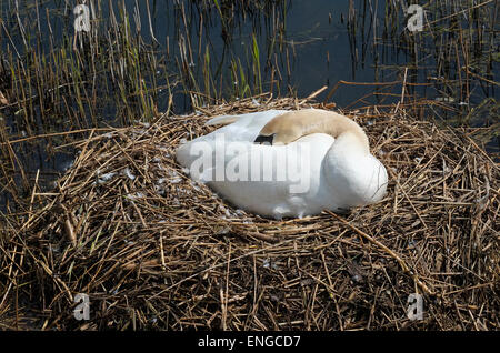 Höckerschwan auf dem Nest in der Nähe von Southwold, Suffolk, england Stockfoto