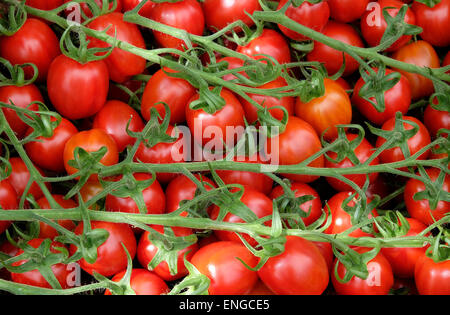rote Tomaten auf Reben angebaut Stockfoto