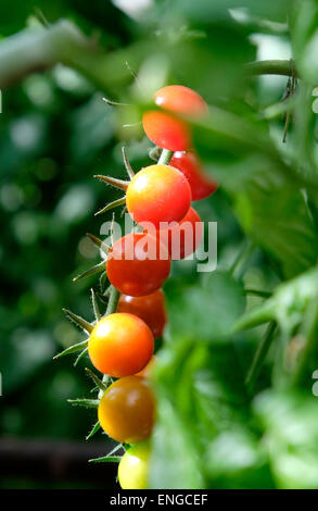 reife Tomaten wachsen auf Reben im Gewächshaus, Norfolk, england Stockfoto