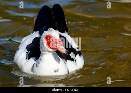 Barbarie-Ente (Cairina Moschata) auf dem Wasser Stockfoto