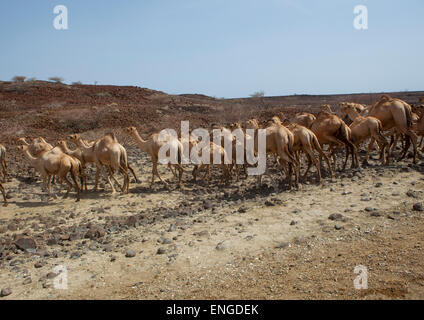 Kamele In der Chalbi Wüste Kalacha, Kenia Stockfoto