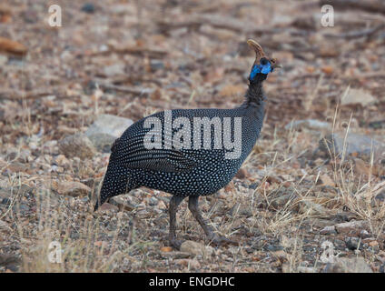 Elmeted Perlhühner (Numida Meleagris), County in Samburu, Samburu National Reserve, Kenia Stockfoto