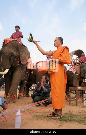 Lao Elephant Festival Sanyabouri Stockfoto