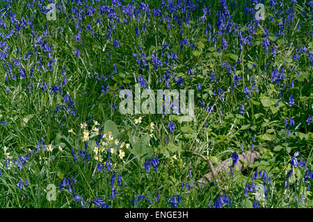 Englische Glockenblumen und falsche Oxlip in Cambridgeshire woodland Stockfoto