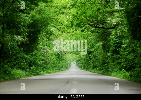 Zwei-spurige leere asphaltierte Straße durch einen Wald, ähnlich einen Baum-tunnel Stockfoto