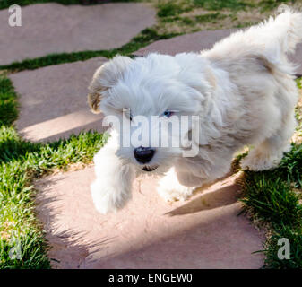 Tibet Terrier Welpen spielen im Garten Stockfoto