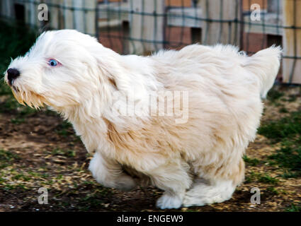 Tibet Terrier Welpen spielen im Garten Stockfoto