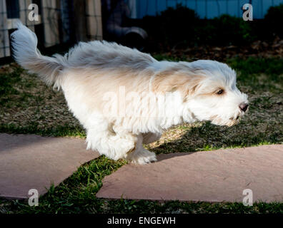 Tibet Terrier Welpen spielen im Garten Stockfoto