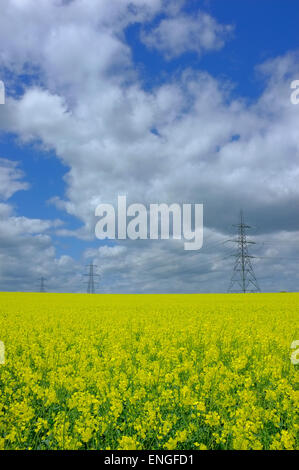 Pylon & Stromleitungen über Felder gelben Raps Blumen Stockfoto