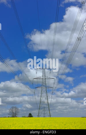 Pylon & Stromleitungen über Felder gelben Raps Blumen Stockfoto