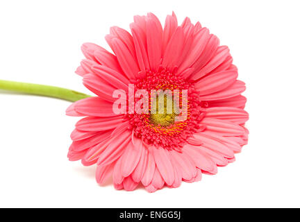 Gerbera Blume isoliert auf weißem Hintergrund Stockfoto