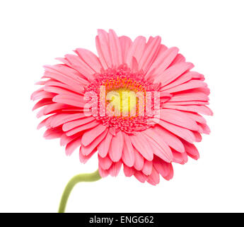 Gerbera Blume isoliert auf weißem Hintergrund Stockfoto