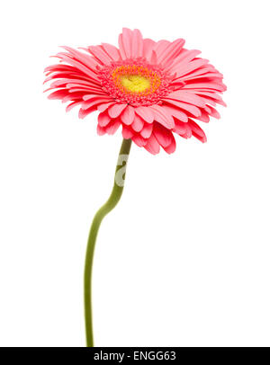 Gerbera Blume isoliert auf weißem Hintergrund Stockfoto