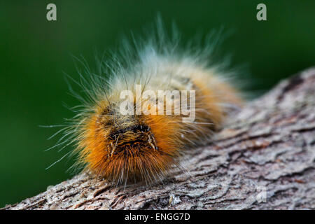 Caterpillar der Trinker Motte (Euthrix Potatoria) Nahaufnahme Stockfoto