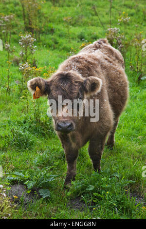 Galloway Rinder (Bos Taurus Galloway) Kuh auf Wiese mit Fell bedeckt in Blumensamen Stockfoto