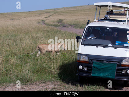 Touristen In einem Bus gerade junger Löwe (Panthera Leo) vorbei In den Busch, Provinz Rift Valley, Massai Mara, Kenia Stockfoto