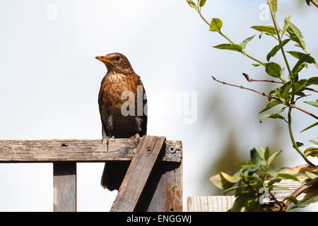 Weibliche Amsel (Turdus Merula) thront auf einem Zaun im Frühling Sonnenschein, Berkshire, England, UK Stockfoto