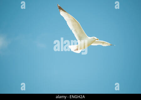 Möwe fliegt hoch und verbreitet seine Flügel vor einem strahlend blauen Himmel an einem sonnigen Tag Stockfoto