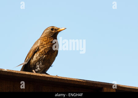 Weibliche Amsel (Turdus Merula) thront auf einem Zaun im Frühling Sonnenschein, Berkshire, England, UK Stockfoto