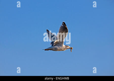 Europäische Silbermöwe (Larus Argentatus) während des Fluges mit Gefangenen Seestern im Schnabel Stockfoto