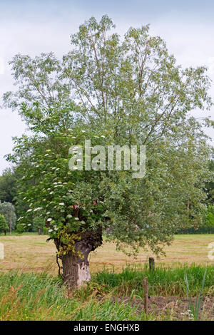 Blüte der Europäischen Holunder (Sambucus Nigra) von Pollard Weide wächst Stockfoto