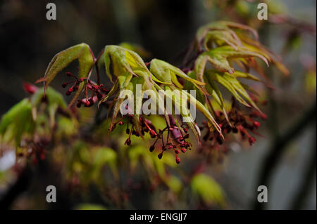 Acer Palmatum Osakazuki Stockfoto