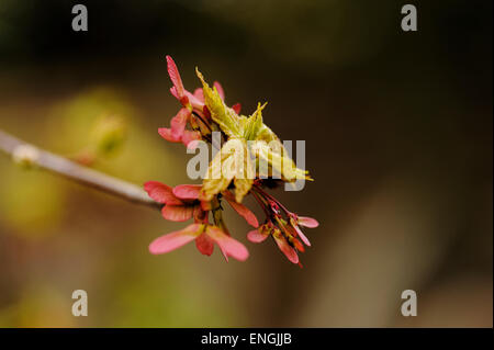 Acer Rubrum Oktober Glory. Nahaufnahme mit geflügelten Samenkapseln. Stockfoto